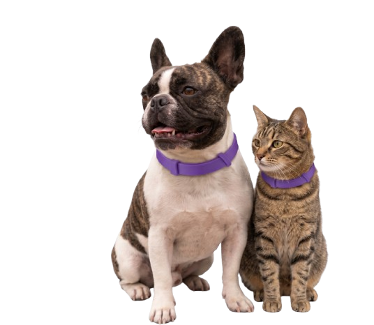 Collier anti puces chien et chat